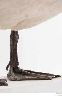 Mute swan leg 0004.jpg